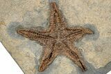 Detailed Ordovician Fossil Starfish With Brittle Star - Morocco #271328-1